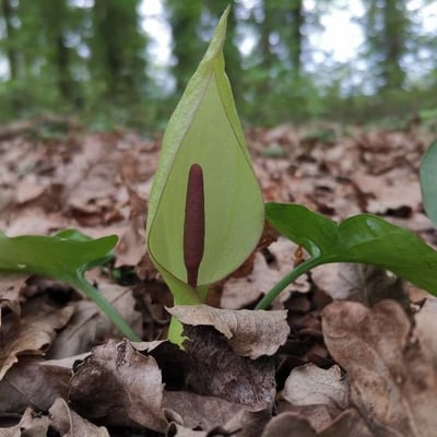 Arum maculatum — flower
