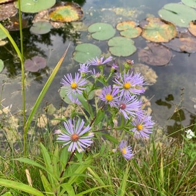 Symphyotrichum puniceum — flower