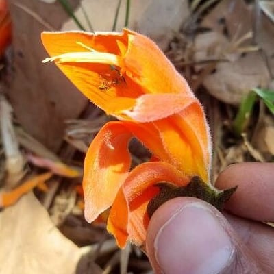 Erythrina fusca — flower