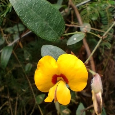 Platylobium formosum — flower