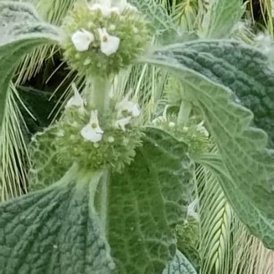 Marrubium vulgare — flower
