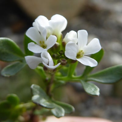 Cardamine resedifolia — flower