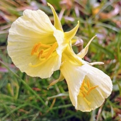 Narcissus bulbocodium — flower