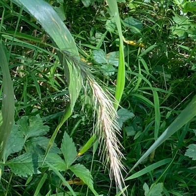Elymus canadensis — flower