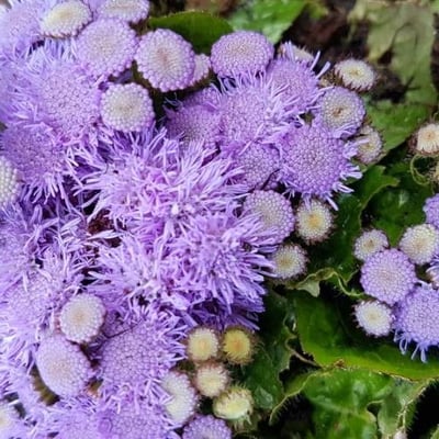 Ageratum houstonianum — flower