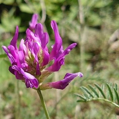 Astragalus onobrychis — flower