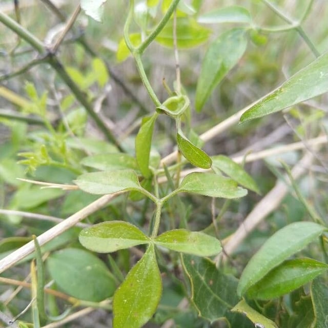 Clematis microphylla — leaf