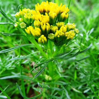 Jacobaea adonidifolia — flower
