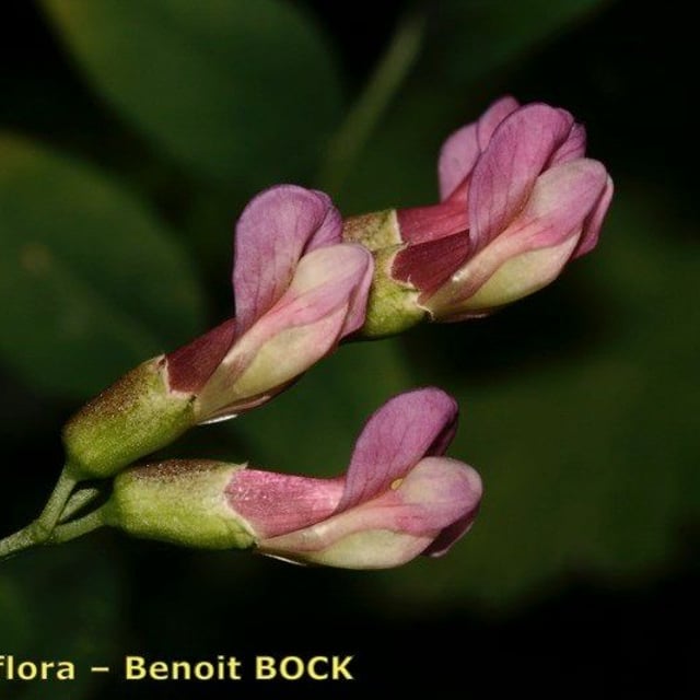 Vicia dumetorum — flower