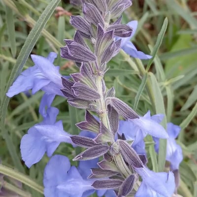 Salvia azurea — flower