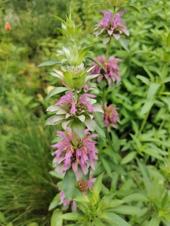 Lemon beebalm