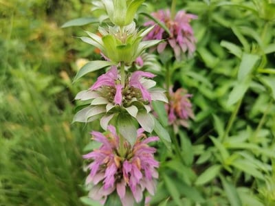 Lemon beebalm