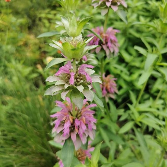 Monarda citriodora — flower