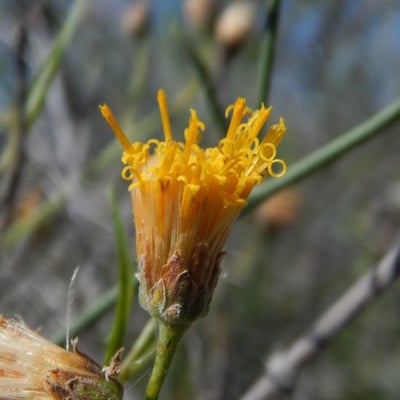 Bebbia juncea — flower