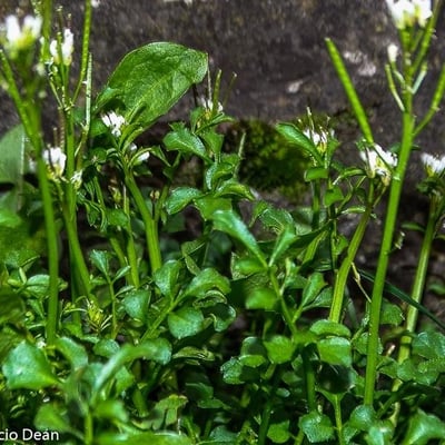 Cardamine flexuosa — flower
