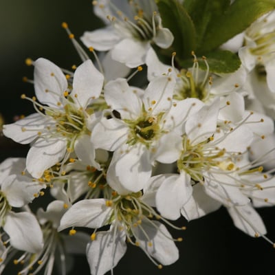Prunus mahaleb — flower