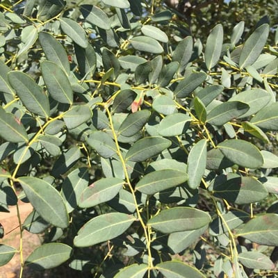 Burkea africana — leaf