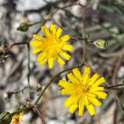 Pilosella piloselloides — flower