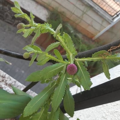 Sphaeranthus indicus — flower