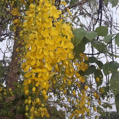 Cassia fistula — flower