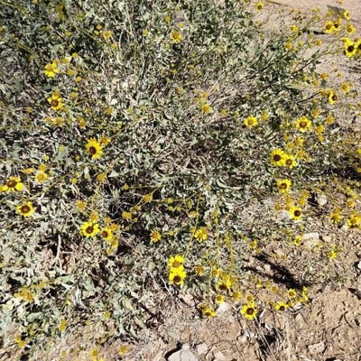 Encelia farinosa — flower