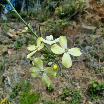 Coincya monensis — flower