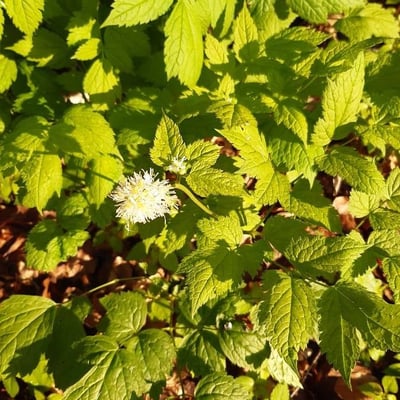 Actaea spicata — flower