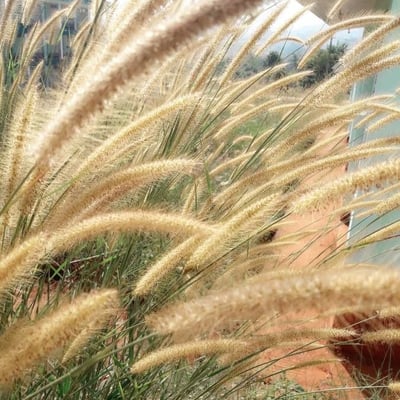 Setaria parviflora — flower