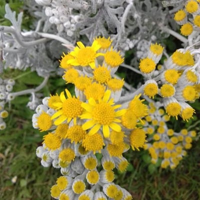 Jacobaea maritima — flower