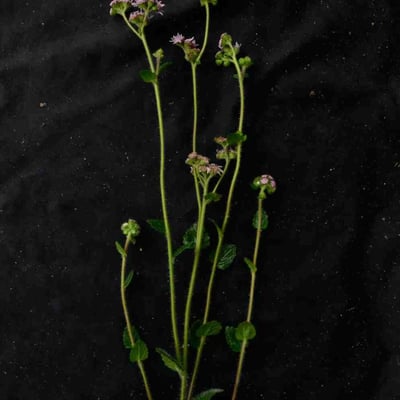 Conocliniopsis prasiifolia — leaf