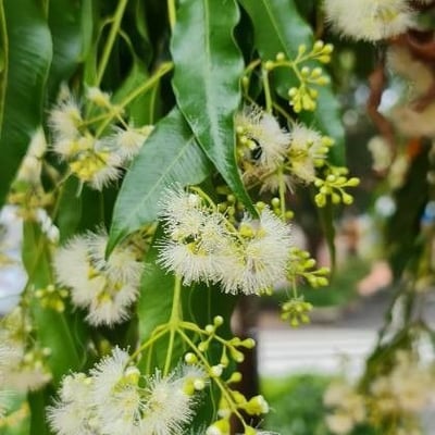 Syzygium cumini — flower