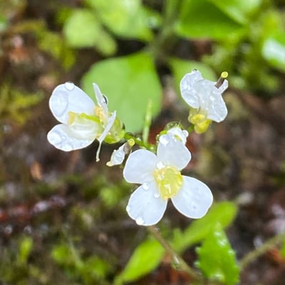 Arabis alpina — flower