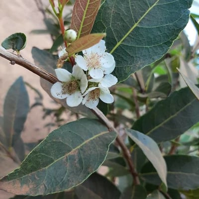 Campomanesia xanthocarpa — flower