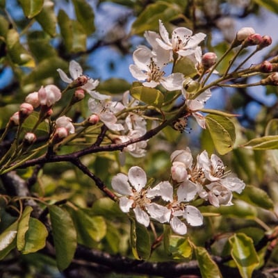 Pyrus cordata — flower