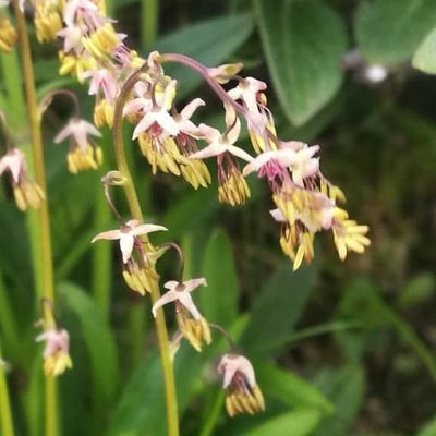 Thalictrum alpinum — flower