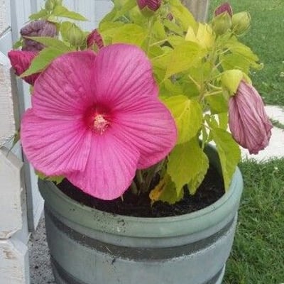Hibiscus moscheutos — flower