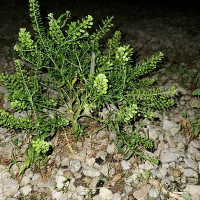 Lepidium ruderale — flower
