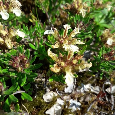 Teucrium montanum — flower