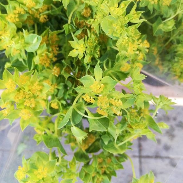 Bupleurum rotundifolium — flower