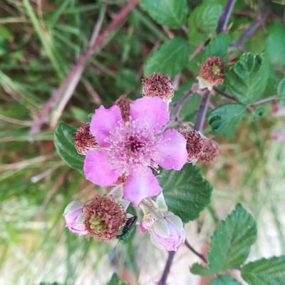 Rubus elegantispinosus — flower