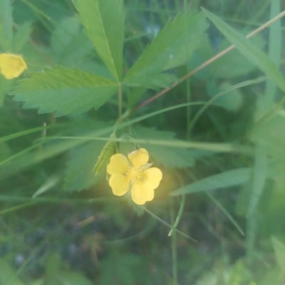 Potentilla simplex — flower
