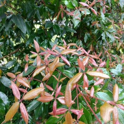 Syncarpia glomulifera — leaf