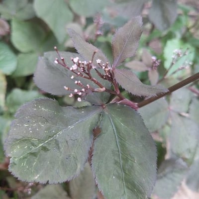 Cryptotaenia japonica — leaf