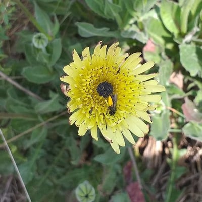 Tolpis barbata — flower