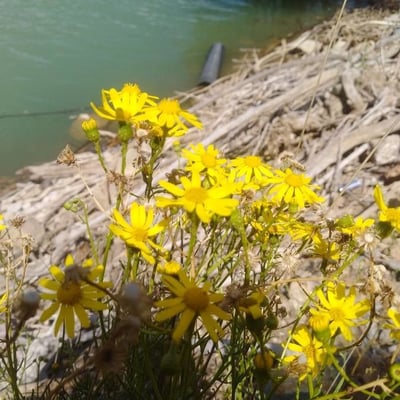 Senecio flaccidus — flower