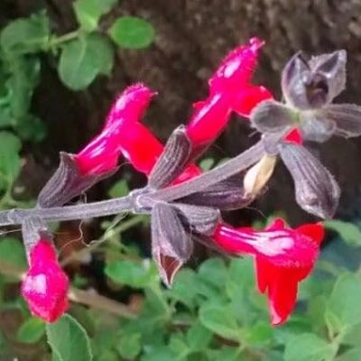 Salvia microphylla — flower