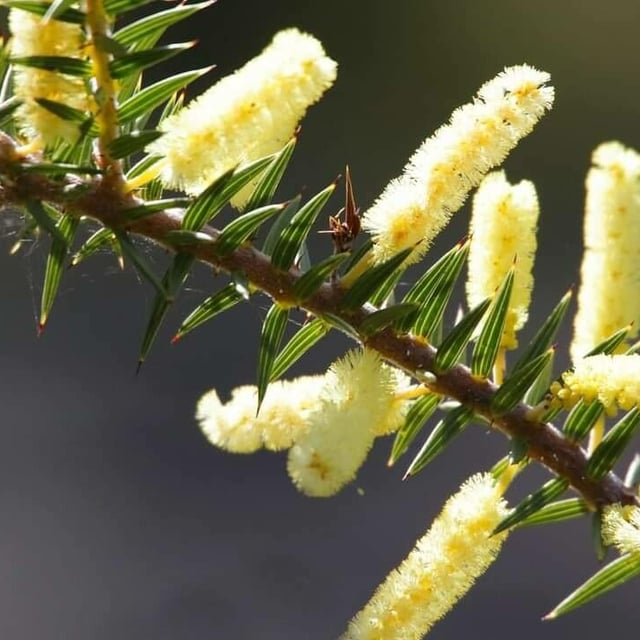 Acacia verticillata — flower