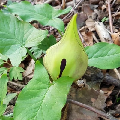 Arum maculatum — flower
