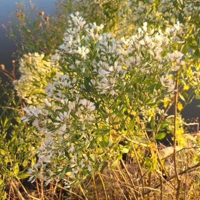 Baccharis halimifolia — flower
