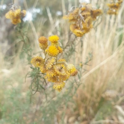 Chrysocephalum semipapposum — flower